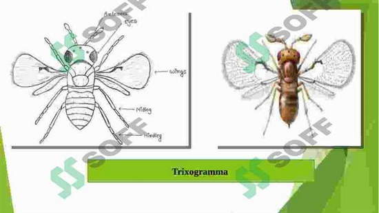 Eng yaxshi har tomonlama STP-broker